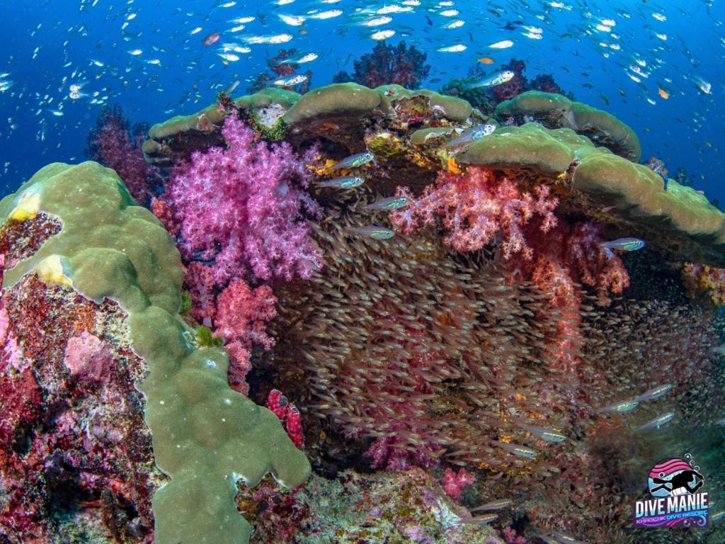 Khaolak Dive Resort Khao Lak Ngoại thất bức ảnh